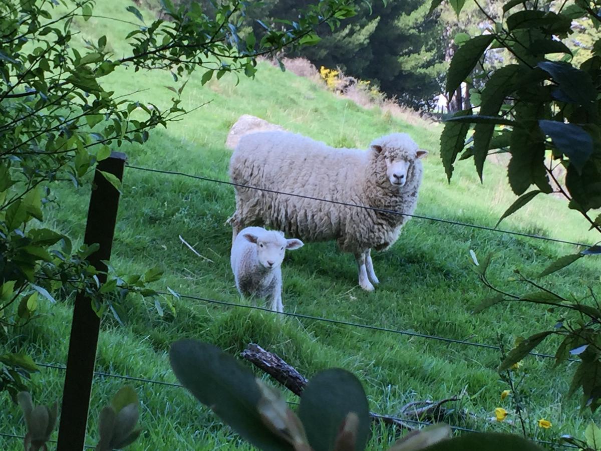 Cashmere Hills B&B Christchurch Bagian luar foto